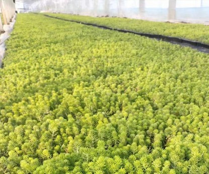 金葉佛甲草（穴盤苗）